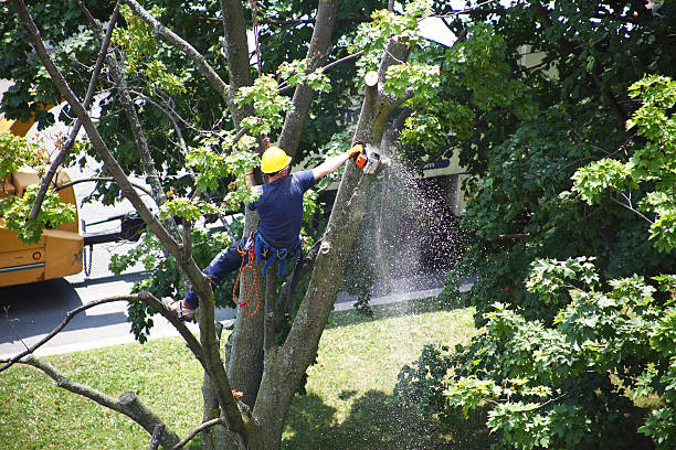 Best Residential Tree Removal  in Niagara, WI